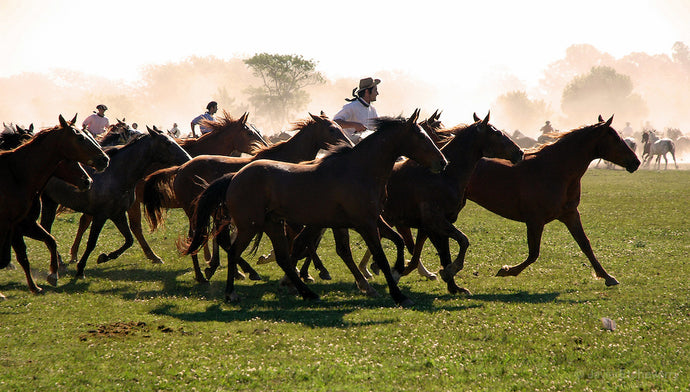 El Gaucho Argentino - Not Your Average Cowboy