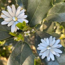Aros Daisy