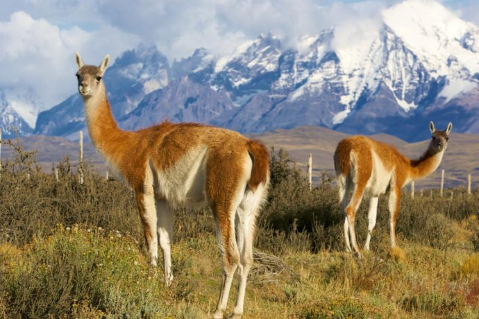 Conserving the Wild Vicuña of the Andes